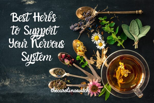 Best Herbs to Support Your Nervous System